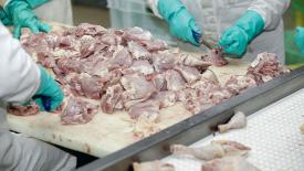 Учёные стали находить микропластик в птицепродукции